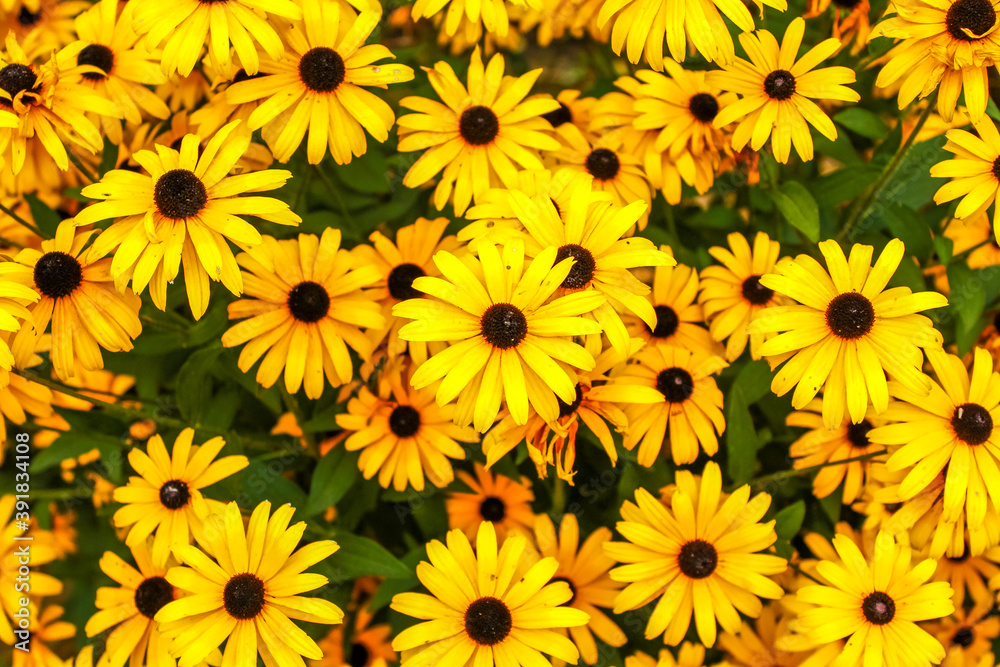 Black-Eyed Susan flowers Black-Eyed Susan flowers