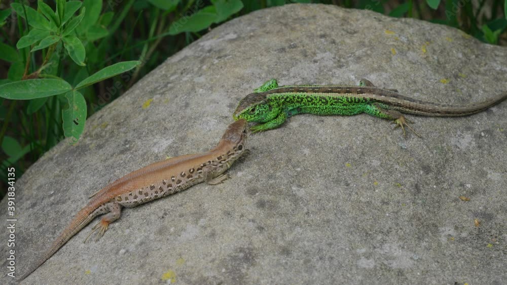 Common sand lizard (Lacerta agilis) couple basking Common sand lizard (Lacerta agilis) couple basking