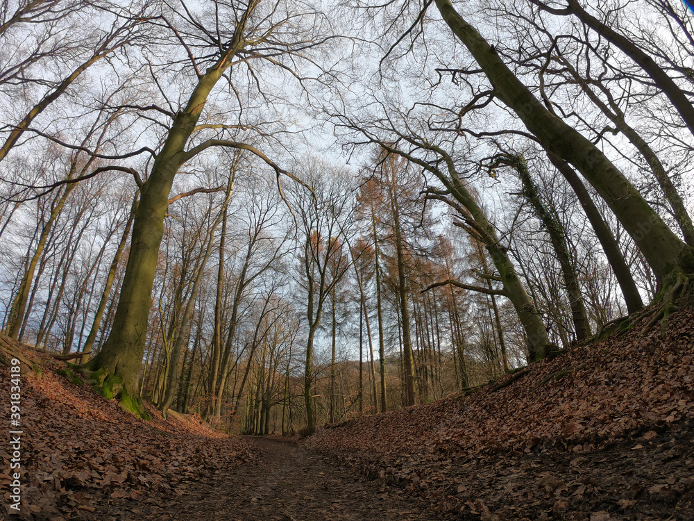 The forest of Drachenfels (Dragon's Rock) in Siebengebirge Nature Park (Siebengebirge Naturpark), North Rhine-Westphalia, Germany. The beech is one of the dominant tree species. The forest of Drachenfels (Dragon's Rock) in Siebengebirge Nature Park (Siebengebirge Naturpark), North Rhine-Westphalia, Germany. The beech is one of the dominant tree species.