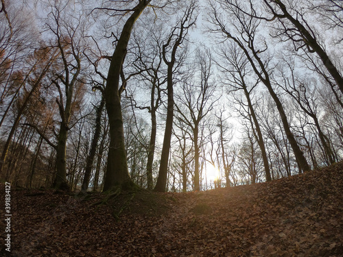 The forest of Drachenfels (Dragon's Rock) in Siebengebirge Nature Park (Siebengebirge Naturpark), North Rhine-Westphalia, Germany. The beech is one of the dominant tree species. photo