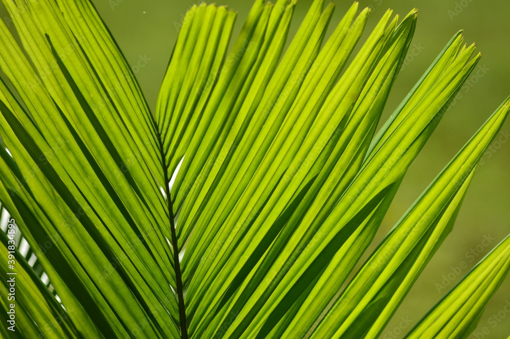 palm leaf background palm leaf background