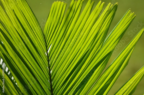 palm leaf background