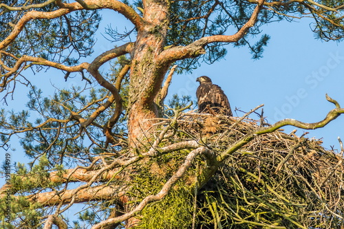 Hungry young eagle in erect pose in a nest in the morning sun. Close-up photo of White-tailed Eagle, Haliaeetus albicilla.
