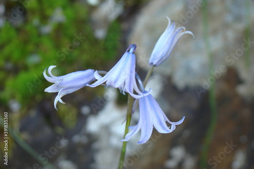 Spanish Bluebell (Hyacinthoides hispanica)