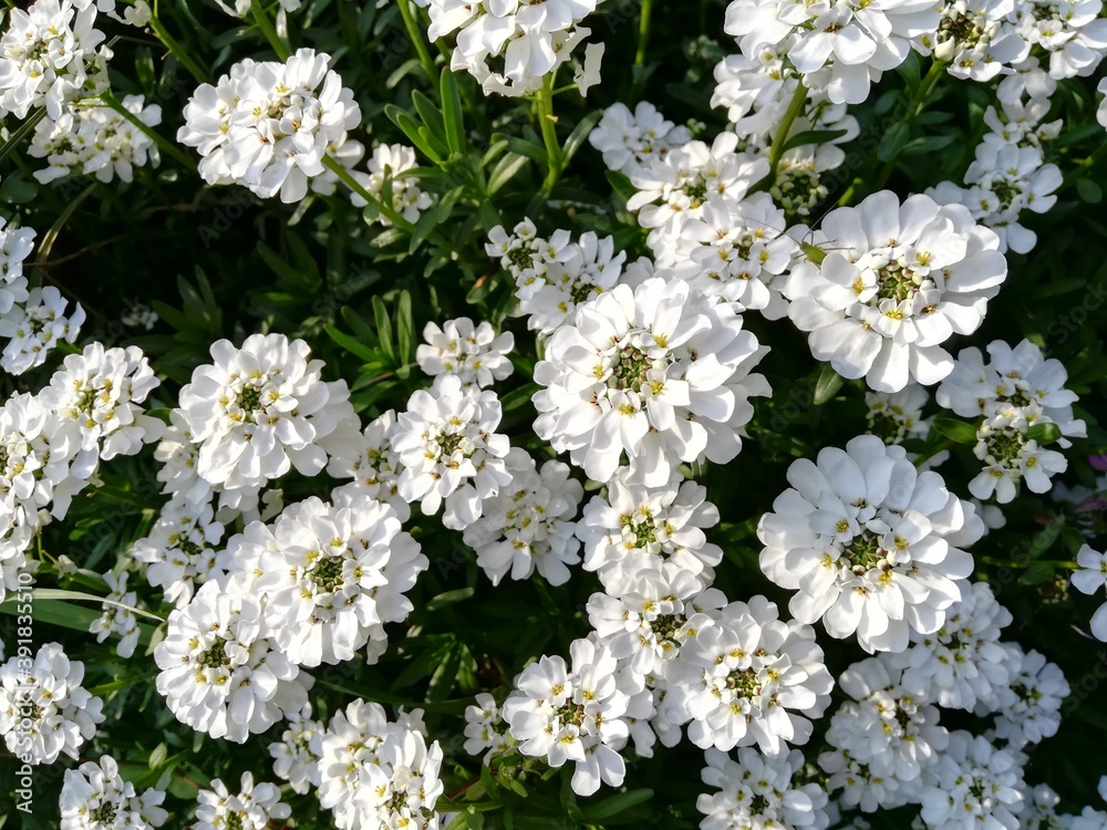iberis flowers - fiori iberide