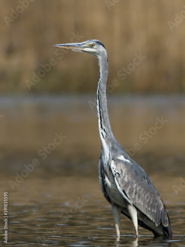 Close-up portrait of grey heron lurking on a catch in the lake. Grey Heron, Adrea cinerea