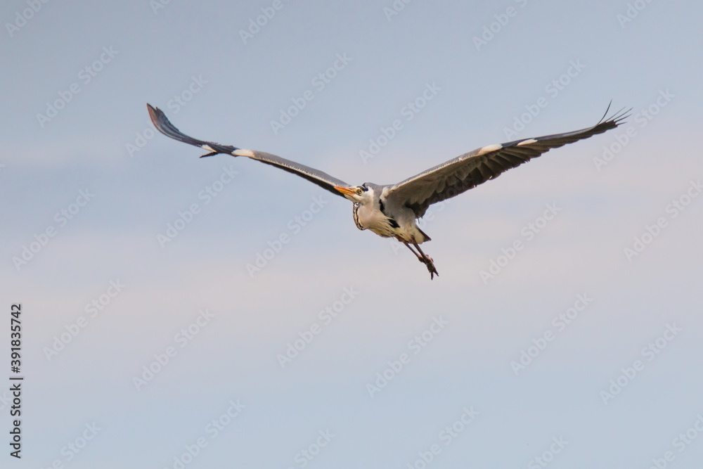 Elegant grey heron flying in the beak on neutral background. Grey Heron, Adrea cinerea.