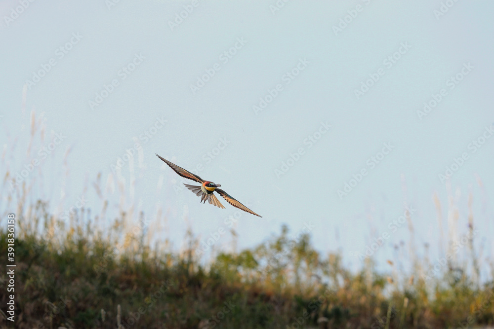Action photo. Bee-eater flying in a dynamic pose. Flying jewel. European Bee-eater, Merops apiaster Action photo. Bee-eater flying in a dynamic pose. Flying jewel. European Bee-eater, Merops apiaster