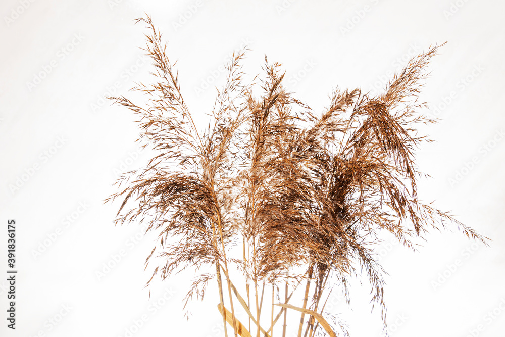 Bulrush plant isolated on white background. Wild grass. Bulrush plant isolated on white background. Wild grass.