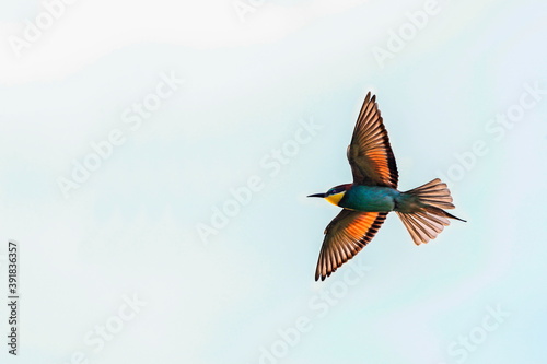 Action photo. Bee-eater flying in a dynamic pose. Flying jewel. European Bee-eater, Merops apiaster