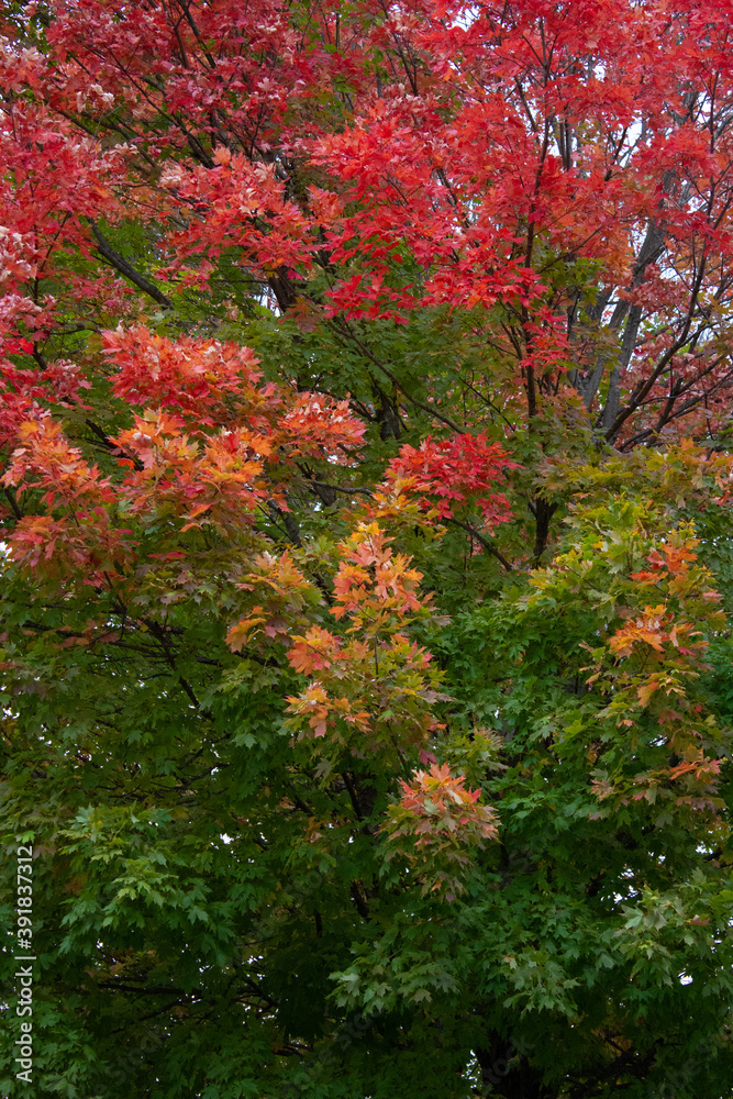 autumn fall changing leaves red green autumn fall changing leaves red green