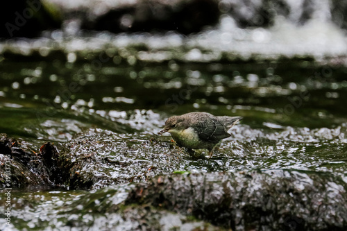 Close-up portrait of young dipper, hunting in the mountain stream. White-throated Dipper, Cinclus cinclus.