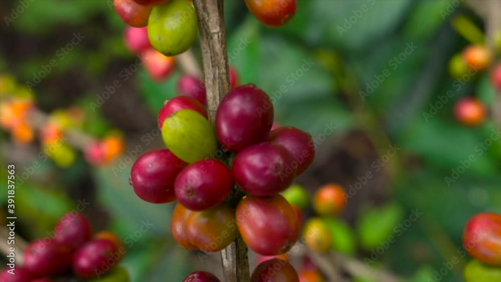 Fresh red and green coffee berries background. Arabica and robusta coffee beans ripening on tree in in organic coffee plantation Fresh red and green coffee berries background. Arabica and robusta coffee beans ripening on tree in in organic coffee plantation