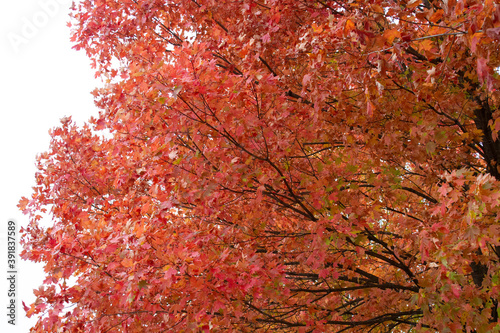 autumn fall red trees leaves