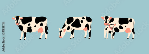 Set of three various cute Cows. Black and white colors. Hand drawn colored trendy Vector illustrations. Funny characters. Cartoon style. Isolated on blue background photo