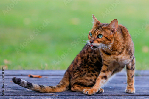 Close-up portrait of wonderful Bengal cat in natural environment. Felis silvestris.