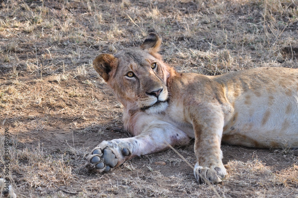 Naklejka premium lioness and cub