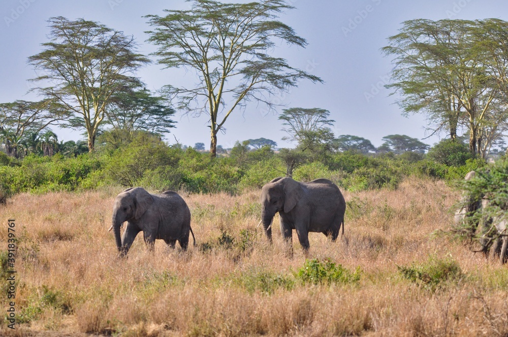 Fototapeta premium elephants in the savannah