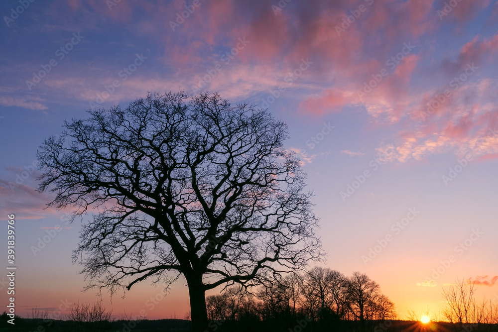 silhouette of a bare oak tree as tree funeral and forest cemetery concept