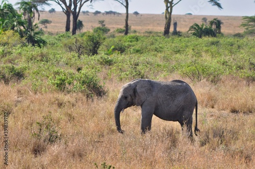 Photography elephants in the savannah