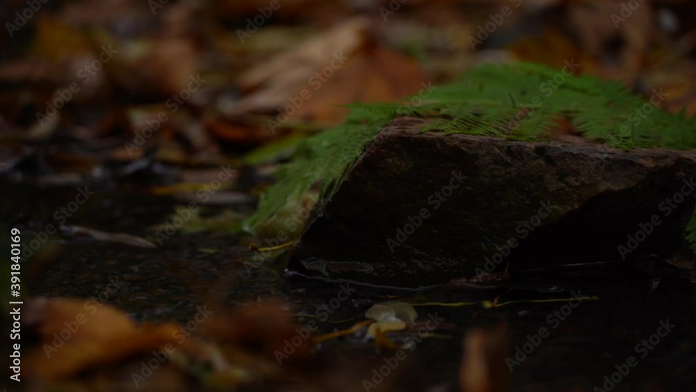 leaves in the forest and a spring of pure flowing water from the mountains in autumn in the wild during the day and blurred background leaves in the forest and a spring of pure flowing water from the mountains in autumn in the wild during the day and blurred background