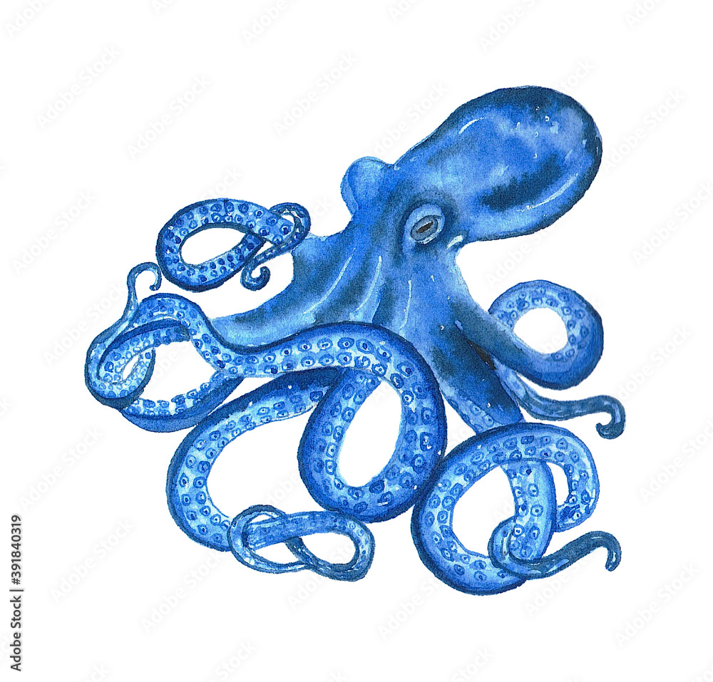 Obraz premium Watercolor octopus in blue color. Hand drawn illustration on the white background.