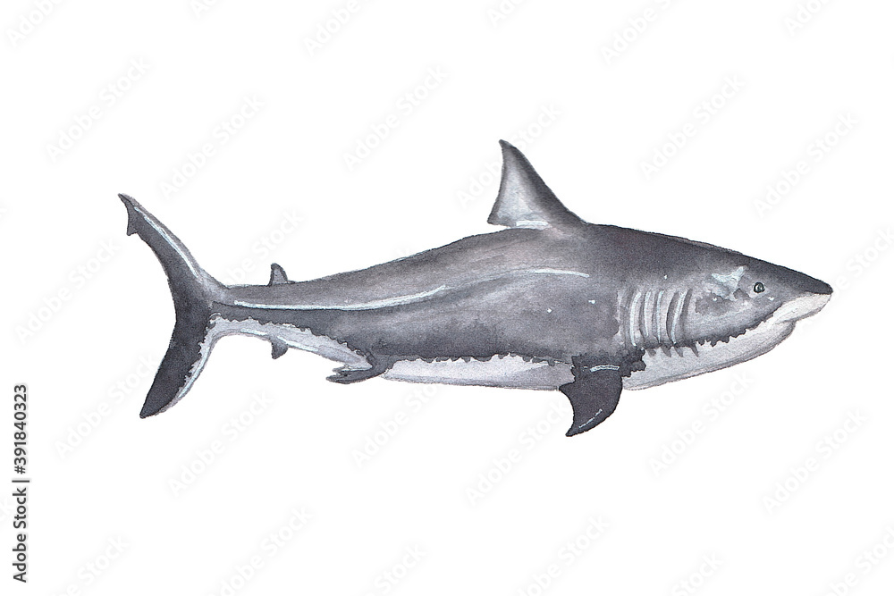Fototapeta premium Watercolor shark. Hand drawn illustration on the white background.