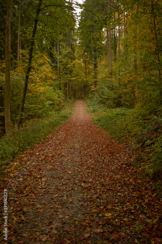 Autumn colors in the forest, trees and plants