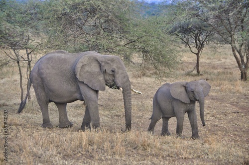 african elephant family