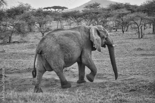 Elephants in the African bush