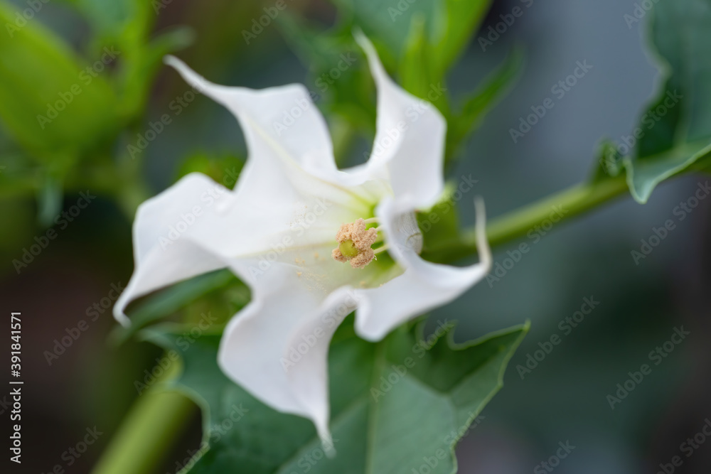 Detail of white trumpet shaped flower of hallucinogen plant Devil's Trumpet (Datura Stramonium), also called Jimsonweed. Shallow depth of field and blurred background. Close-up Detail of white trumpet shaped flower of hallucinogen plant Devil's Trumpet (Datura Stramonium), also called Jimsonweed. Shallow depth of field and blurred background. Close-up