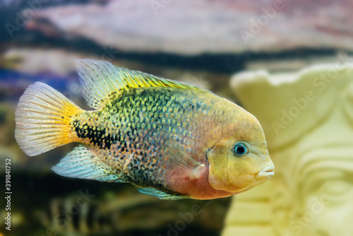 Cichlazoma rainbow or Vieja synspilum (Cichlasoma sensillum) fish swims in the aquarium photo