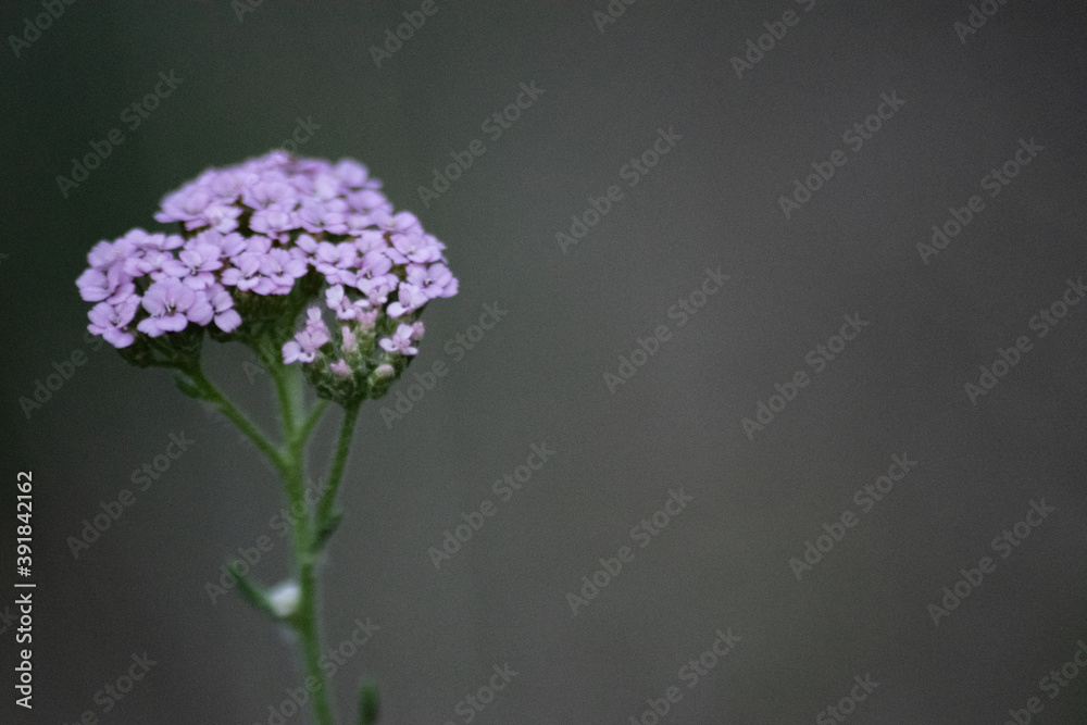 Obraz premium shot of beautiful purple flowers on blurred background