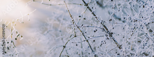 Winter panorama of frozen plants with snow and frost on a light background for decorative design