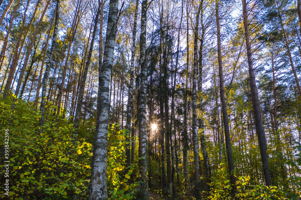 Fototapeta premium Autumn forest landscape with trees, sun peaking through birches