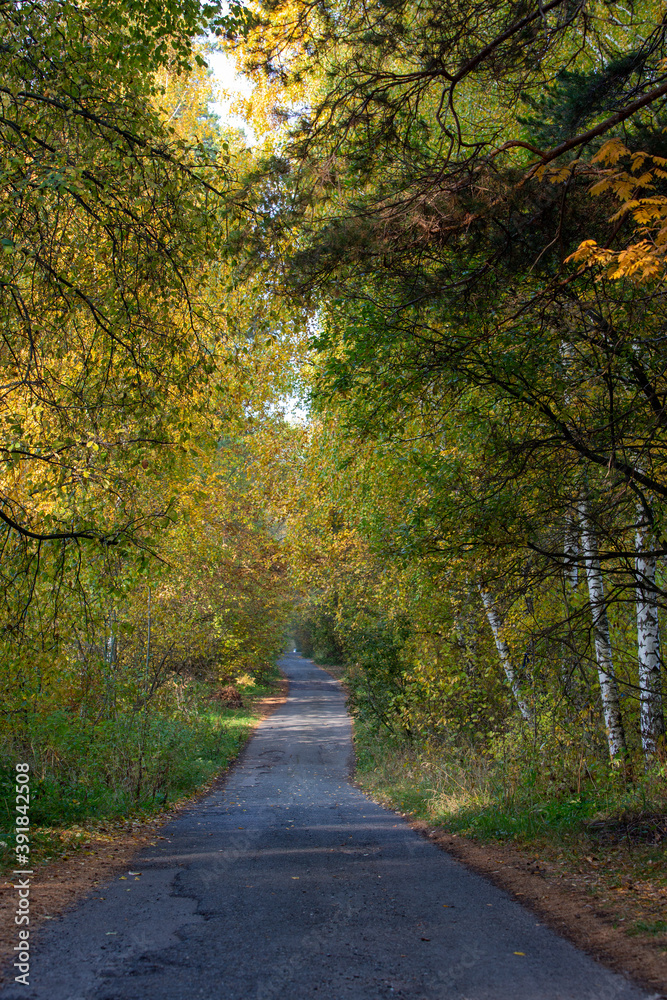 highway in autumn forest in the morning highway in autumn forest in the morning
