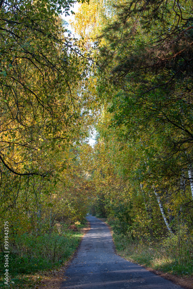 Fototapeta premium highway in autumn forest in the morning