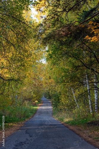highway in autumn forest in the morning