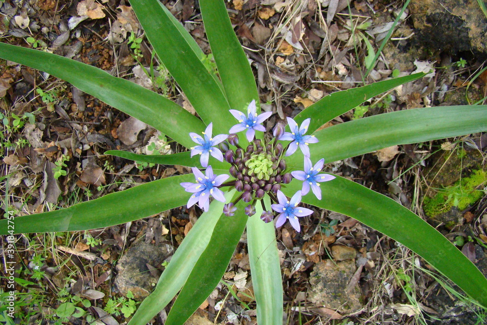 Fototapeta premium Portuguese Squill (Scilla peruviana)