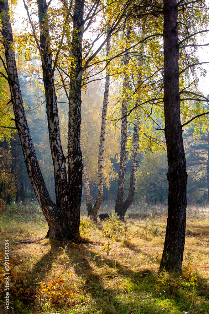 birch trunks and their shadows at the edge of the autumn forest birch trunks and their shadows at the edge of the autumn forest