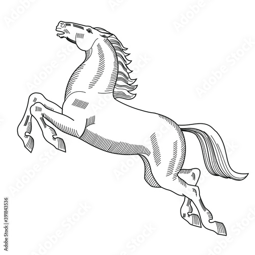 Beautiful jumping horse. Heraldry. Hand drawn vector illustration Isolated on white. For coloring book, coloring pages.
