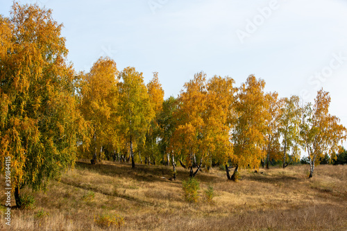 birch grove in autumn on a sunny day