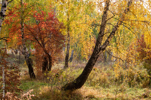 birch trunks and their shadows at the edge of the autumn forest