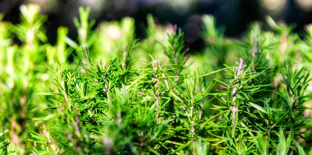 rosemary close-ups in sunlight natural green background