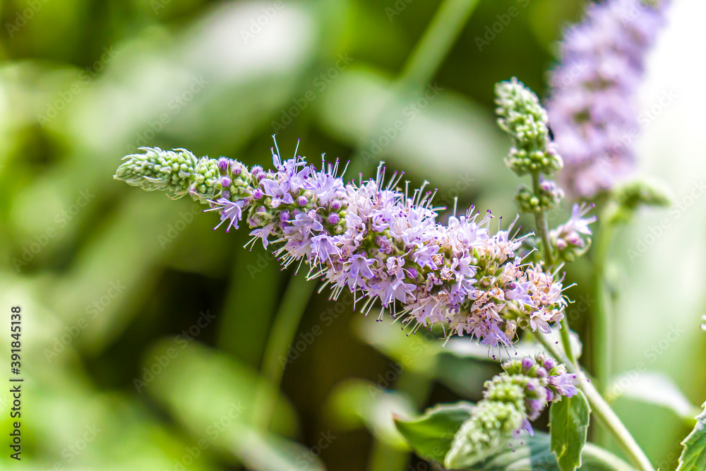 Mint flower close-up in nature Mint flower close-up in nature