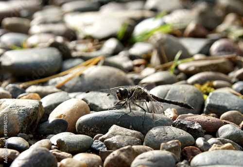 black dragonfly close-up sits on the rocks