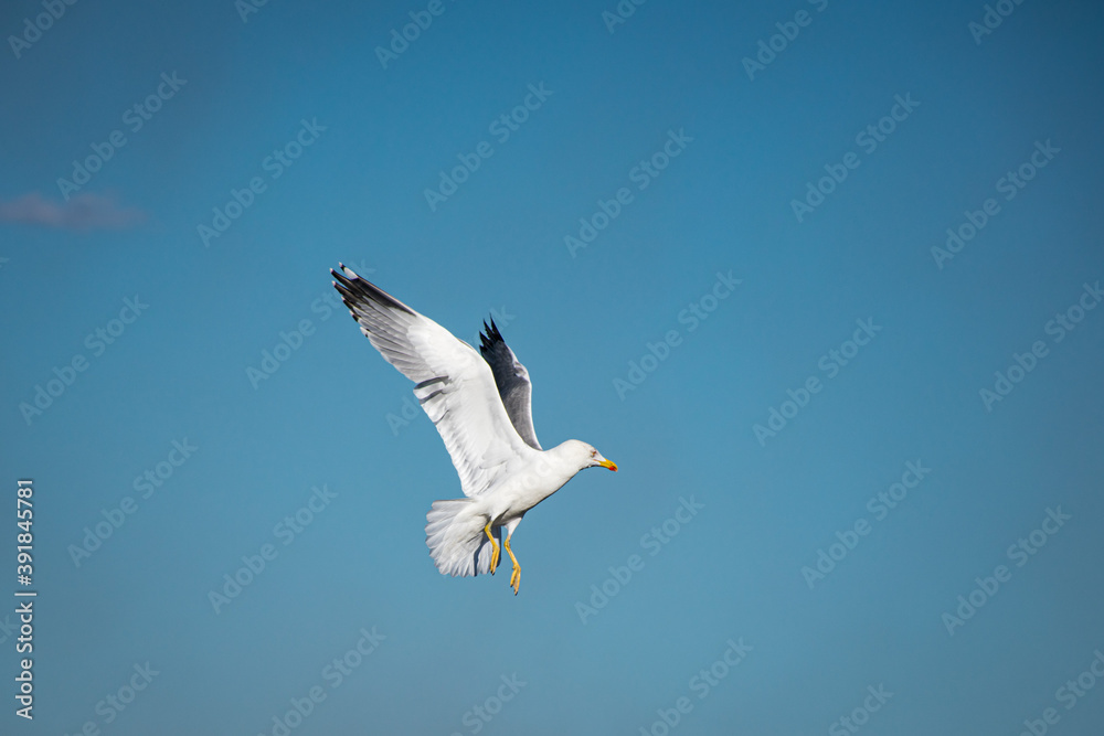 Seagull flying with wings spread upward on a blue sky background. Seagull flying with wings spread upward on a blue sky background.