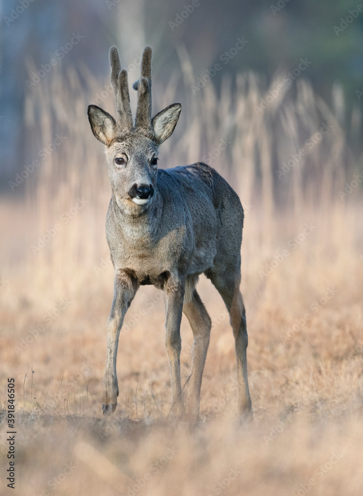 Roe deer buck ( Capreolus capreolus ) Roe deer buck ( Capreolus capreolus )