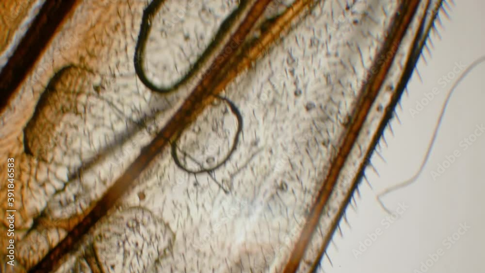 Microbiological study of the Drosophila fly in the laboratory. Gene sequencing,