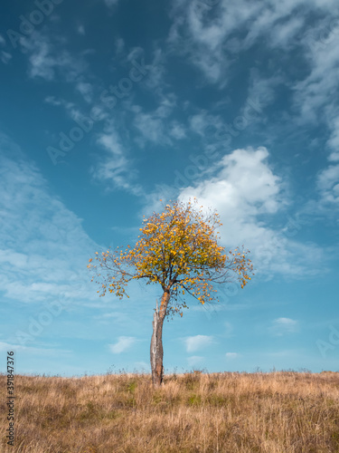 Alone tree at the meadow in fall time  blue sky as background